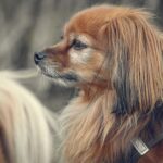 how long does fading puppy syndrome last