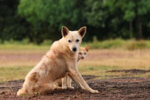 how many rabies cases occur in the us each year