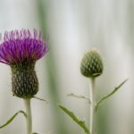how much milk thistle should you take