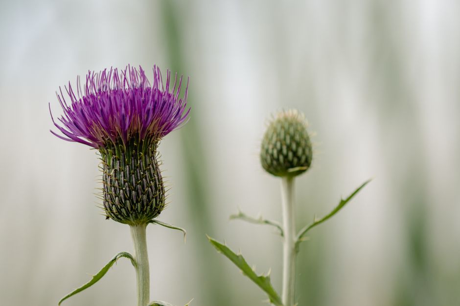 how much milk thistle should you take
