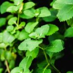 how much oregano oil is too much