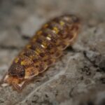 how much space do isopods need for a healthy colony