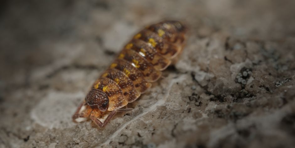 how much space do isopods need for a healthy colony