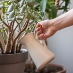 how to care for a crassula baby necklace