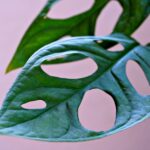 how to care for a monstera adansonii archipelago
