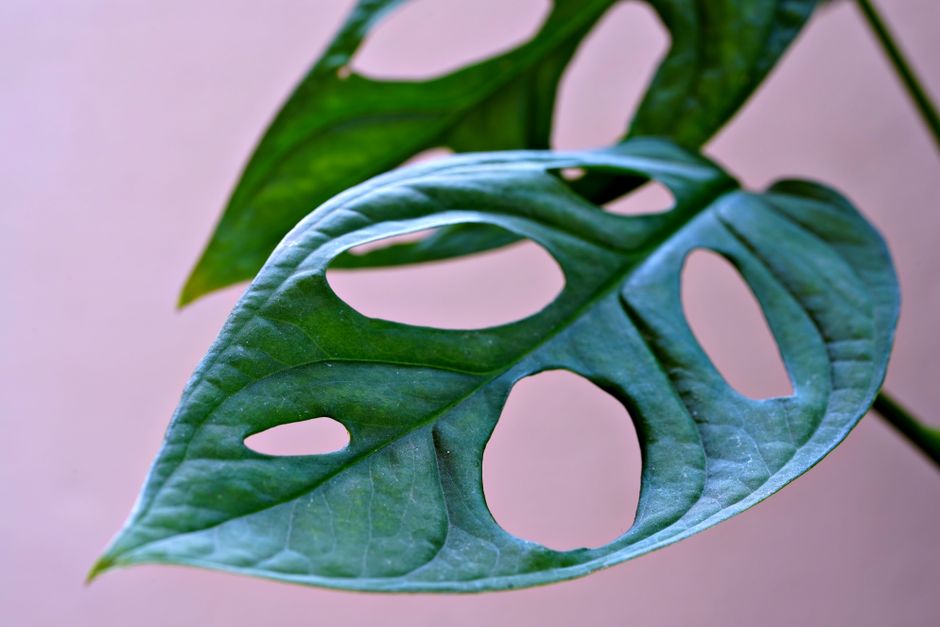 how to care for a monstera adansonii archipelago