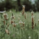 how to eat psyllium husk
