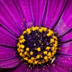 how to fight pollen allergies treatments that work