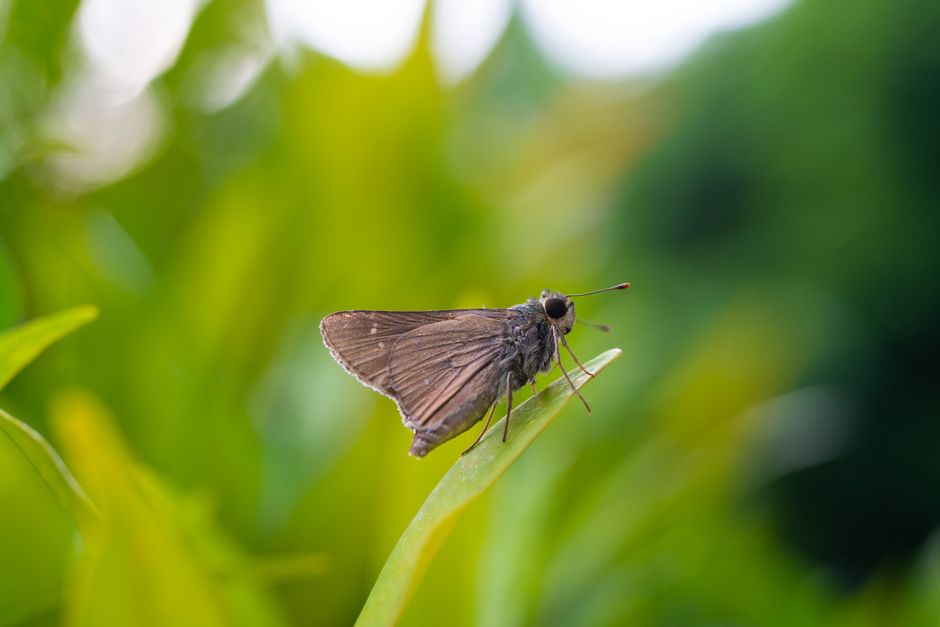 how to get rid of moths from house