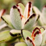 how to grow and care for a fuzzy wandering jew
