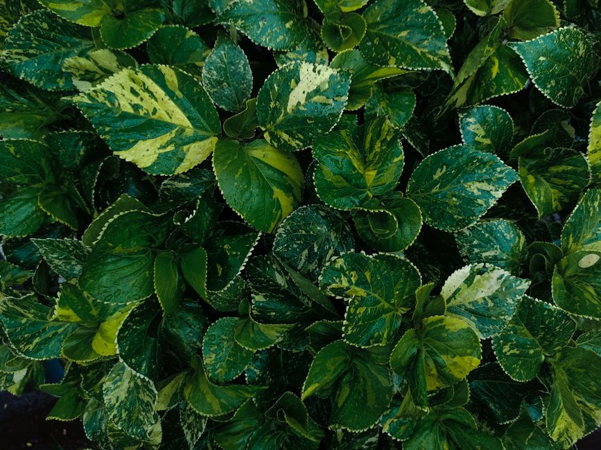 how to grow and care for a variegated geranium