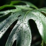 how to grow and care for amydrium medium silver