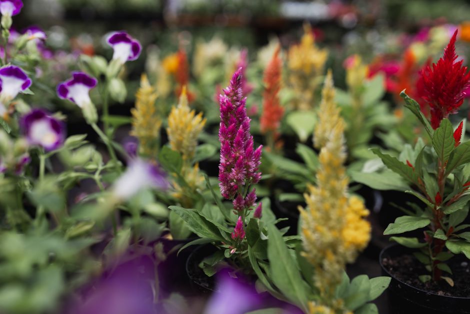 how to grow and care for celosia first flame red