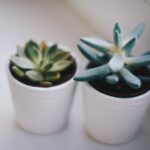 how to grow and care for echeveria loves fire