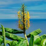 how to grow and care for hedychium tahitian flame