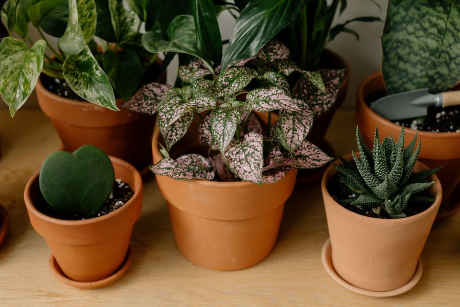 how to grow and care for hoya finlaysonii trang