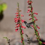 how to grow and care for penstemon pristine blue