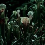 how to grow and care for sarracenia farnhamii