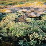 how to grow and use sandwort as a ground cover