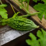 how to grow korean sweet potatoes from slips