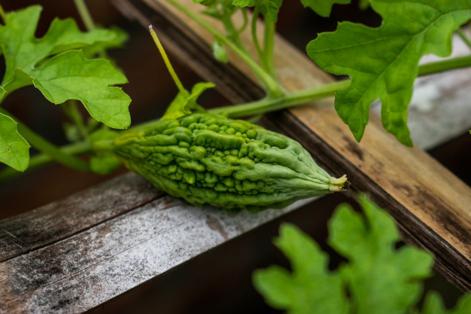 how to grow korean sweet potatoes from slips
