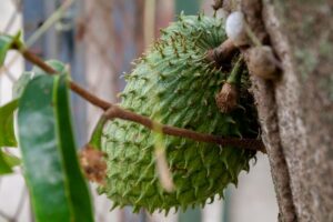 how to grow soursop indoors from seed to fruit