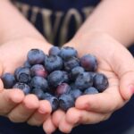 how to grow the bountiful blue blueberry