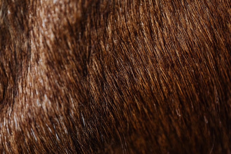 how to identify sable fur texture label price