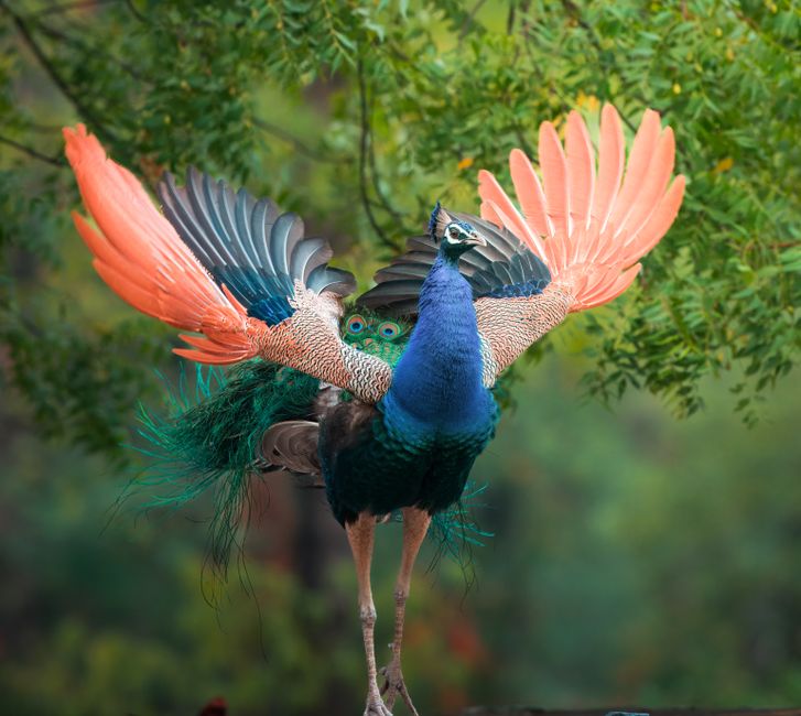 how to make a peacock spread its wings tips