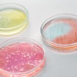 how to make an agar plate for bacteria