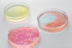 how to make an agar plate for bacteria