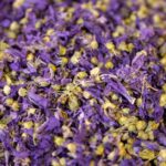 how to make pennyroyal tea benefits and risks