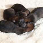 how to mark newborn puppies safe methods that work