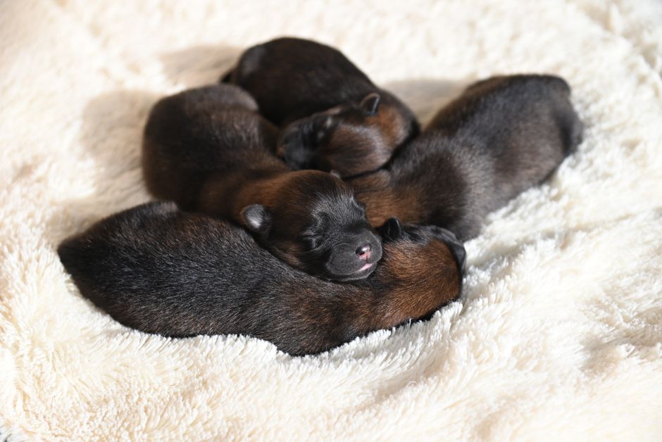 how to mark newborn puppies safe methods that work