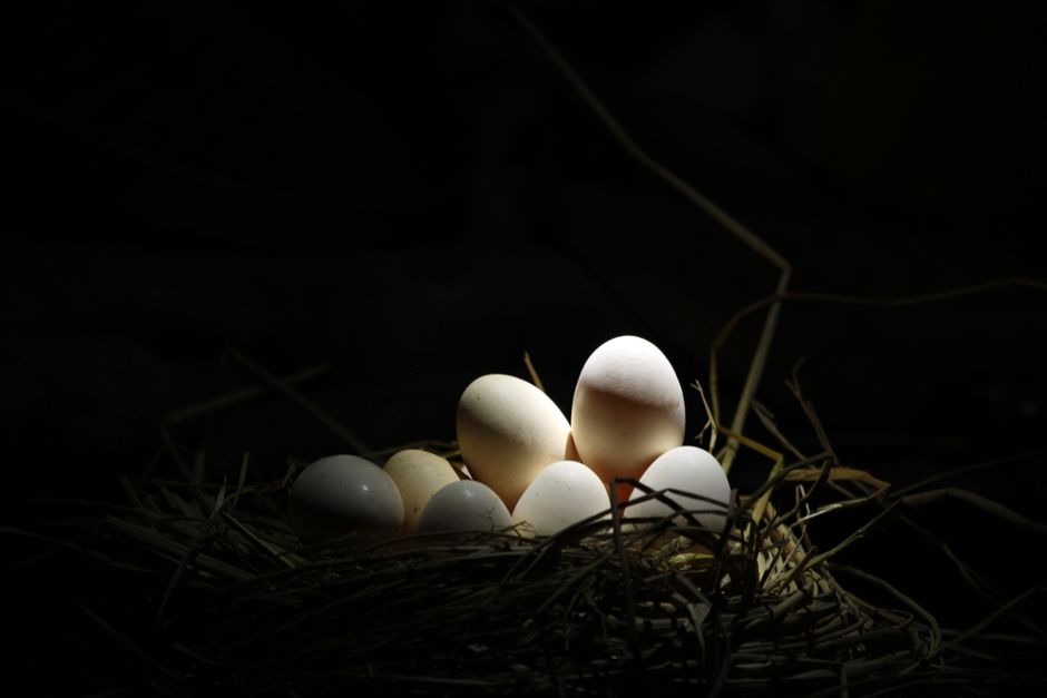 how to position eggs for hatching in an incubator