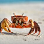 how to preserve a crab claw for display