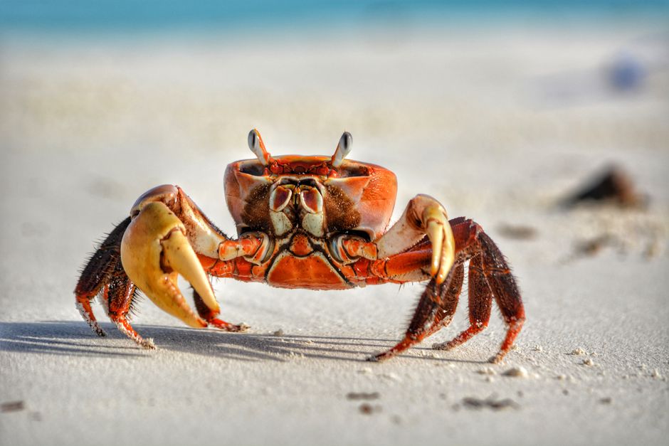 how to preserve a crab claw for display