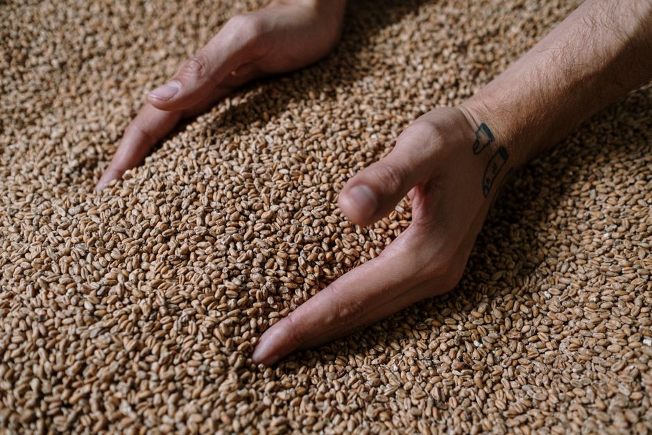 how to process wheat into flour step by step