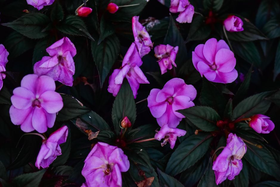 how to provide new guinea impatiens winter care