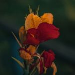 how to prune canna lilies and when to do it