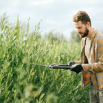 how to prune vinca for maintenance and control