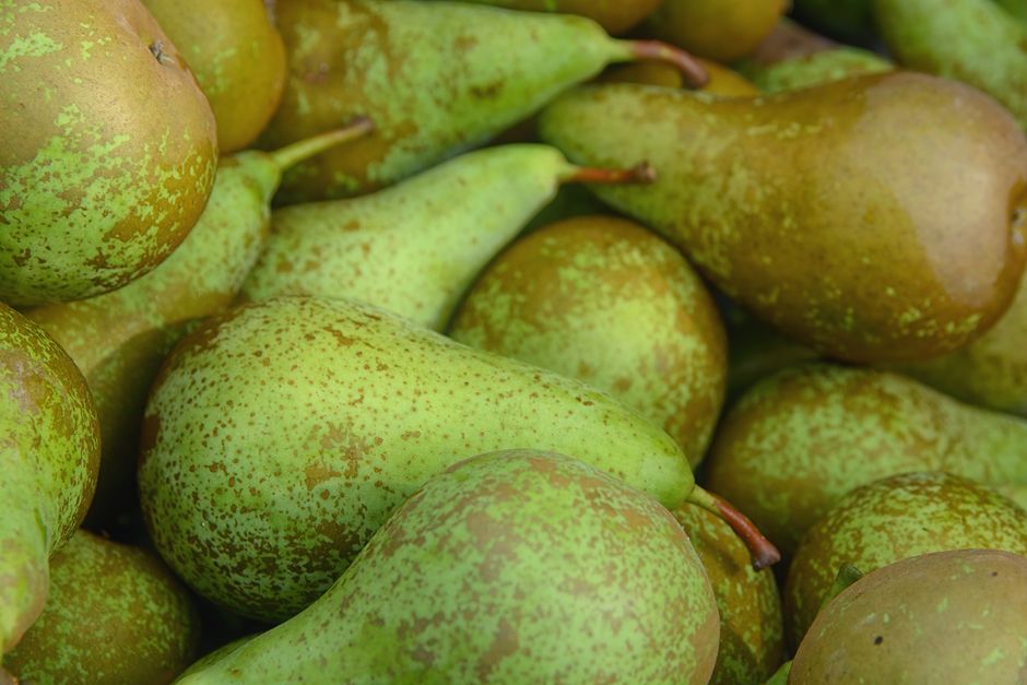 how to ripen bosc pears and know when theyre done