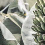 how to ripen organic bananas quickly at home
