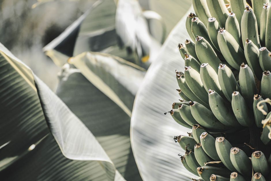 how to ripen organic bananas quickly at home