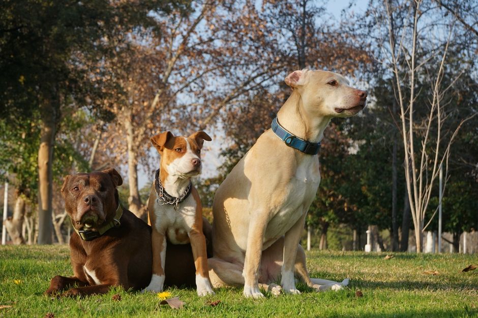 how to tell a staff from a pitbull