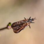 how to trap flies in the house diy traps that work