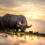 how to treat buffalo gnat bites first aid and relief