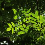how to treat low carbon dioxide in blood
