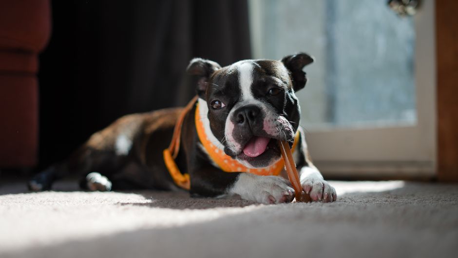 how to treat puppy impetigo at home safely