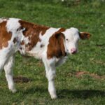 how to treat scours in calves electrolytes first